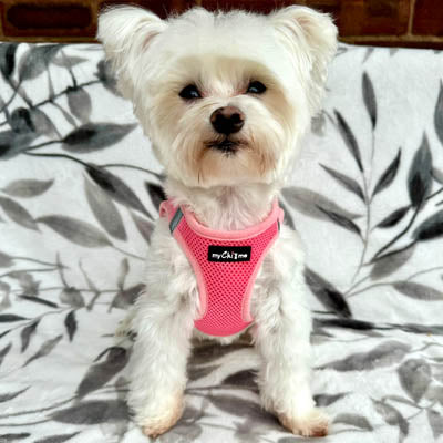 Tiny Trails Step In Air Mesh Puppy and Small Dog Harness in Pink