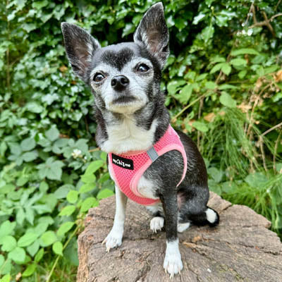 Tiny Trails Step In Air Mesh Puppy and Small Dog Harness in Pink