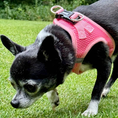 Tiny Trails Step In Air Mesh Puppy and Small Dog Harness in Pink