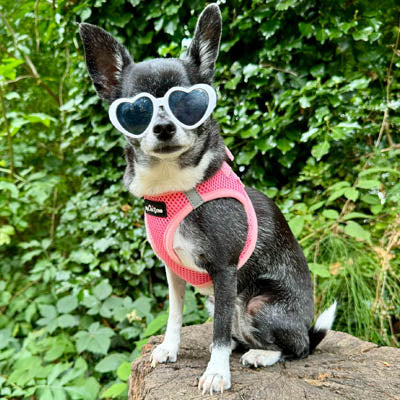 Tiny Trails Step In Air Mesh Puppy and Small Dog Harness in Pink