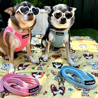 Reflective Baby Blue Webbing Lead 15mm for Small Dogs