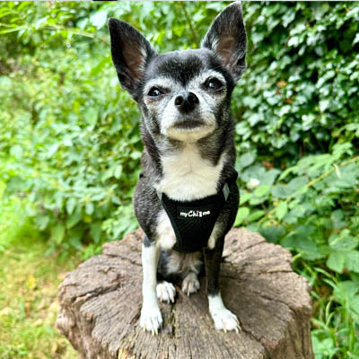 Step In Air Mesh Harness for Puppies and Small Dogs in Black