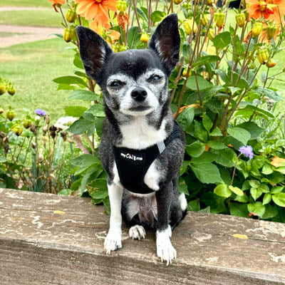 Step In Air Mesh Harness for Puppies and Small Dogs in Black