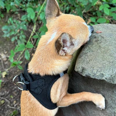 Step In Air Mesh Harness for Puppies and Small Dogs in Black