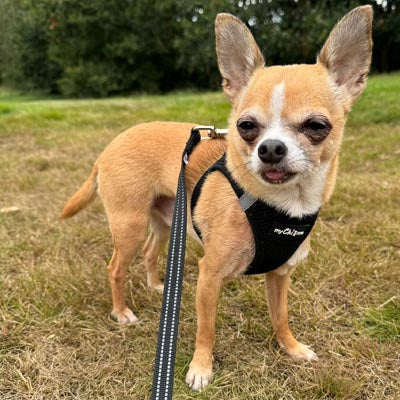 Step In Air Mesh Harness for Puppies and Small Dogs in Black