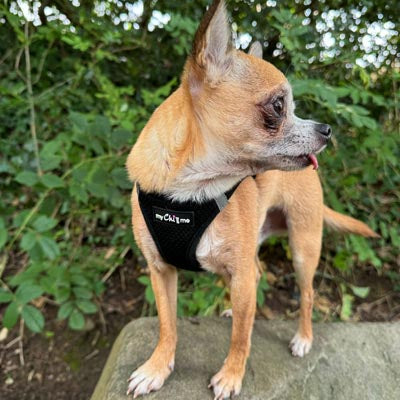 Step In Air Mesh Harness for Puppies and Small Dogs in Black