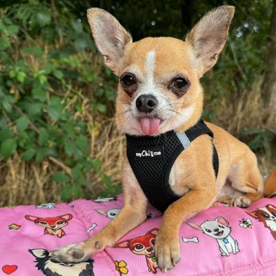 Step In Air Mesh Harness for Puppies and Small Dogs in Black