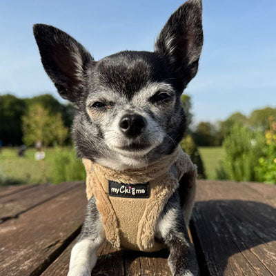Step In Soft Touch Suede Faux Fur Lined Puppy and Small Dog Harness Caramel
