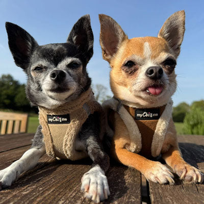 Step In Soft Touch Suede Faux Fur Lined Puppy and Small Dog Harness Mocha