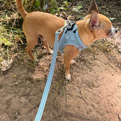 Reflective Baby Blue Webbing Lead 15mm for Small Dogs