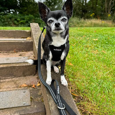 Step In Air Mesh Harness for Puppies and Small Dogs in Black