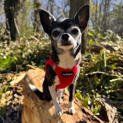 Step In Air Mesh Harness for Puppies and Small Dogs Red