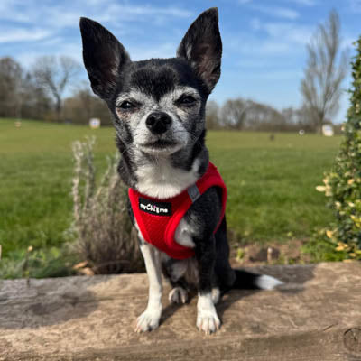 Step In Air Mesh Harness for Puppies and Small Dogs Red
