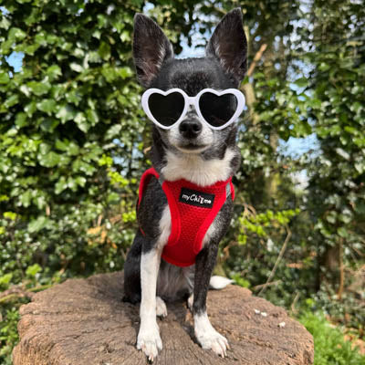 Step In Air Mesh Harness for Puppies and Small Dogs Red