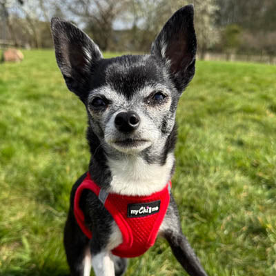 Step In Air Mesh Harness for Puppies and Small Dogs Red