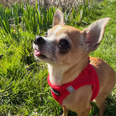 Step In Air Mesh Harness for Puppies and Small Dogs Red