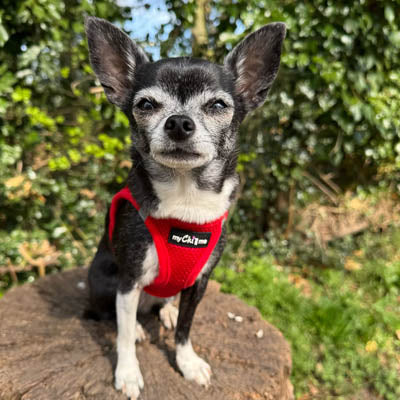 Step In Air Mesh Harness for Puppies and Small Dogs Red