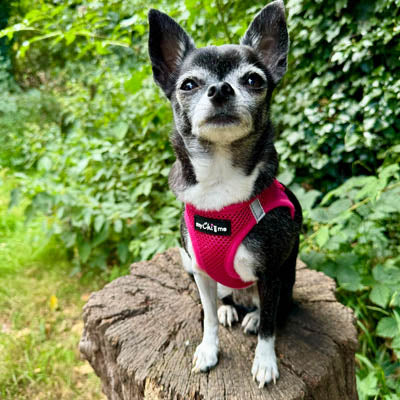 Tiny Trails Step In Air Mesh Puppy and Small Dog Harness in Hot Pink