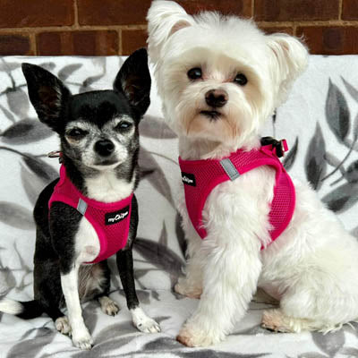 Tiny Trails Step In Air Mesh Puppy and Small Dog Harness in Hot Pink