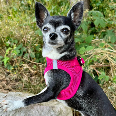 Tiny Trails Step In Air Mesh Puppy and Small Dog Harness in Hot Pink