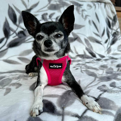 Tiny Trails Step In Air Mesh Puppy and Small Dog Harness in Hot Pink