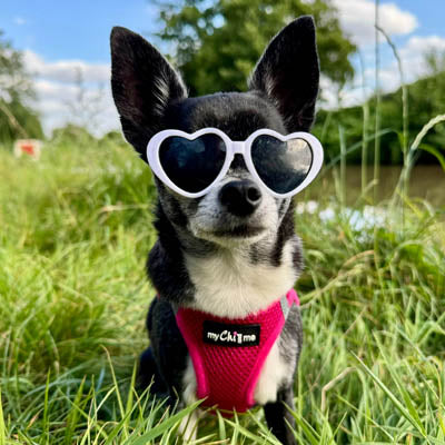 Tiny Trails Step In Air Mesh Puppy and Small Dog Harness in Hot Pink