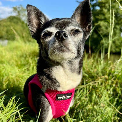 Tiny Trails Step In Air Mesh Puppy and Small Dog Harness in Hot Pink