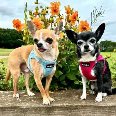 Tiny Trails Step In Air Mesh Puppy and Small Dog Harness in Hot Pink
