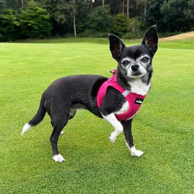 Tiny Trails Step In Air Mesh Puppy and Small Dog Harness in Hot Pink
