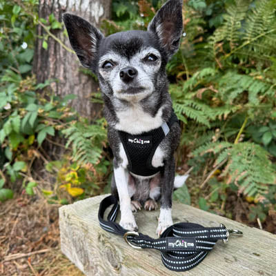 Step In Air Mesh Harness for Puppies and Small Dogs in Black