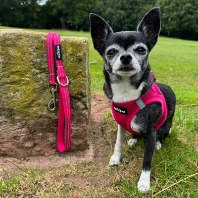 Tiny Trails Step In Air Mesh Puppy and Small Dog Harness in Hot Pink