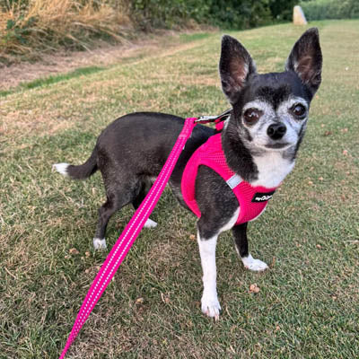 Tiny Trails Step In Air Mesh Puppy and Small Dog Harness in Hot Pink