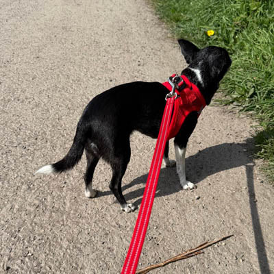 Step In Air Mesh Harness for Puppies and Small Dogs Red