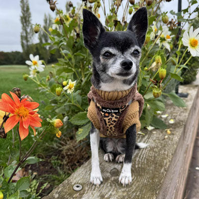 Leopard Step In Harness for Small Dogs and Puppies