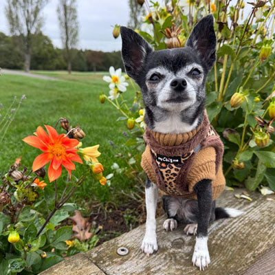 Leopard Step In Harness for Small Dogs and Puppies
