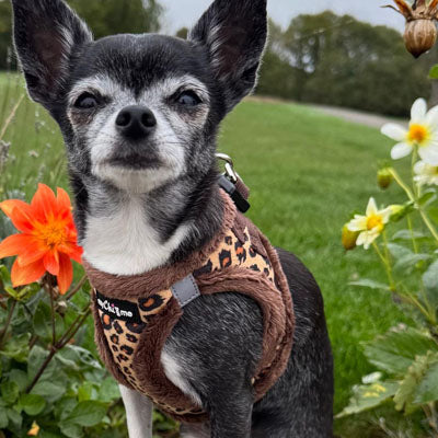 Leopard Step In Harness for Small Dogs and Puppies