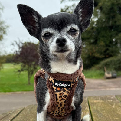 Leopard Step In Harness for Small Dogs and Puppies