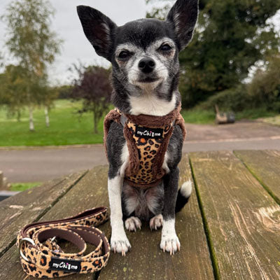 Leopard Step In Harness for Small Dogs and Puppies