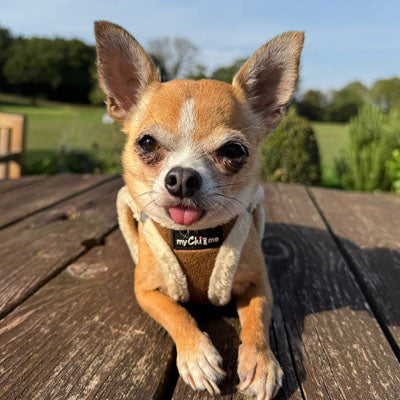 Step In Soft Touch Suede Faux Fur Lined Puppy and Small Dog Harness Mocha