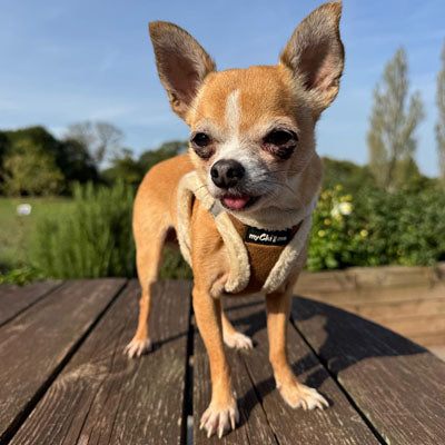 Step In Soft Touch Suede Faux Fur Lined Puppy and Small Dog Harness Mocha