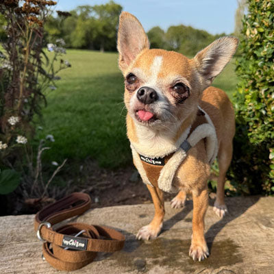 Mocha Suede Effect Dog Lead 15mm with Neoprene Handle