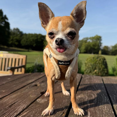 Step In Soft Touch Suede Faux Fur Lined Puppy and Small Dog Harness Mocha