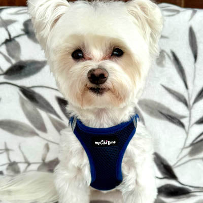 Step In Air Mesh Harness for Puppies and Small Dogs Navy