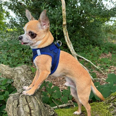 Step In Air Mesh Harness for Puppies and Small Dogs Navy