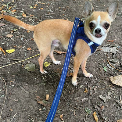 Reflective Navy Webbing Lead 15mm with Neoprene Handle