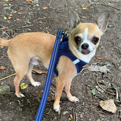 Step In Air Mesh Harness for Puppies and Small Dogs Navy