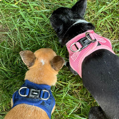 Tiny Trails Step In Air Mesh Puppy and Small Dog Harness in Pink