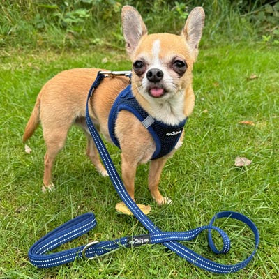 Step In Air Mesh Harness for Puppies and Small Dogs Navy