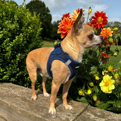 Step In Air Mesh Harness for Puppies and Small Dogs Navy