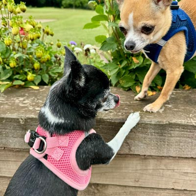 Tiny Trails Step In Air Mesh Puppy and Small Dog Harness in Pink